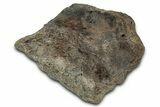 Fossil Ornithischian Dinosaur Bone Section - Montana #355096-1